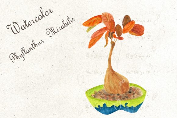 Watercolor Phyllanthus Mirabilis Clipart